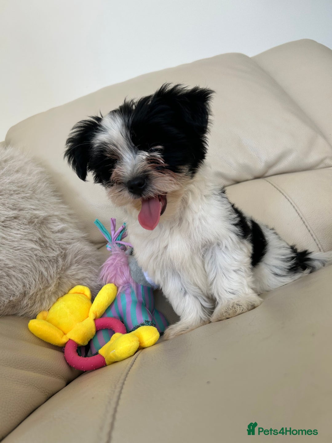 Biewer Terrier dogs for sale: ✨KC Beautiful Biewer x Biro Terrier Puppies✨   - Image 25