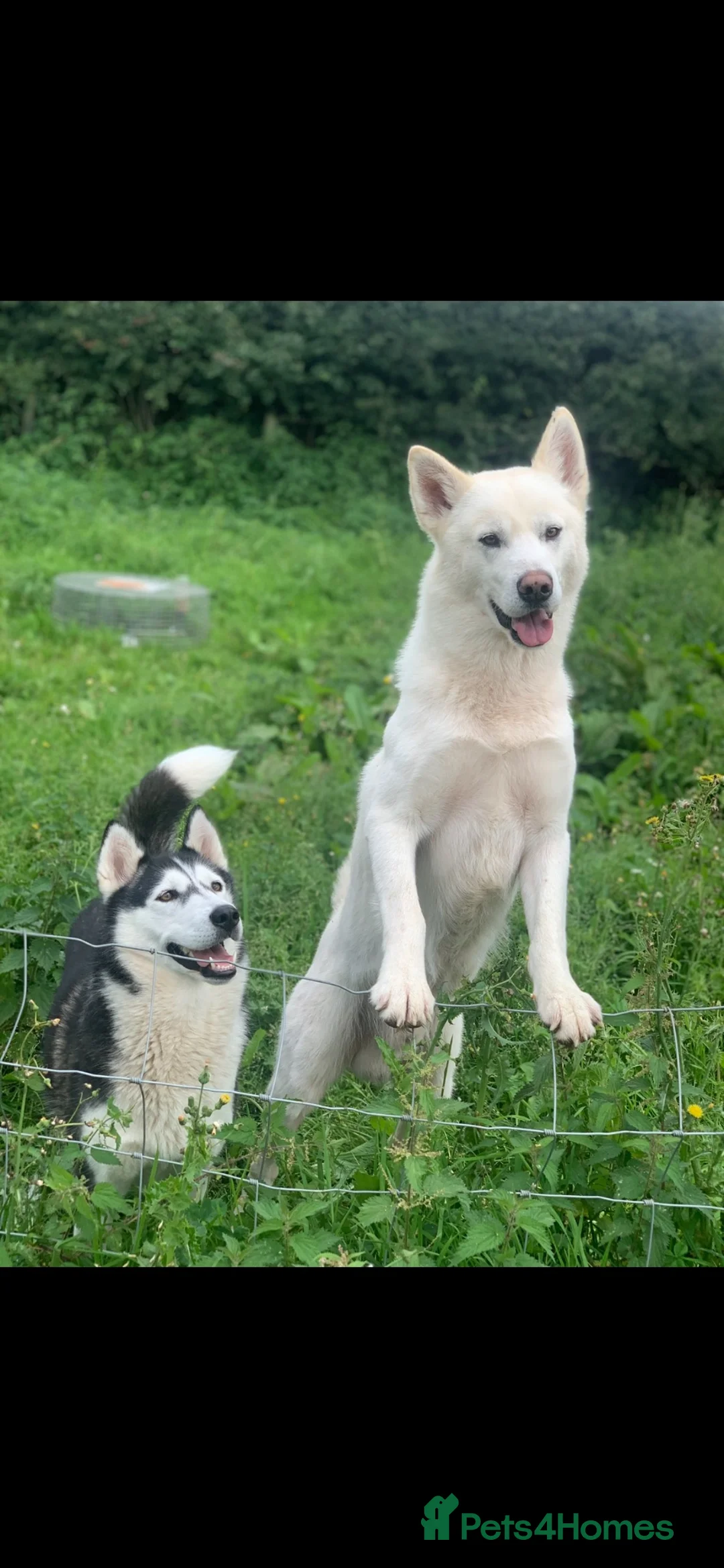 Siberian Husky dogs for sale: Siberian husky pup for sale  in Whitchurch - Advert 1