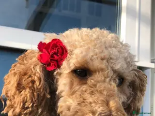 Cockapoo dogs Stunning F2 Cockapoo puppies - Advert 10