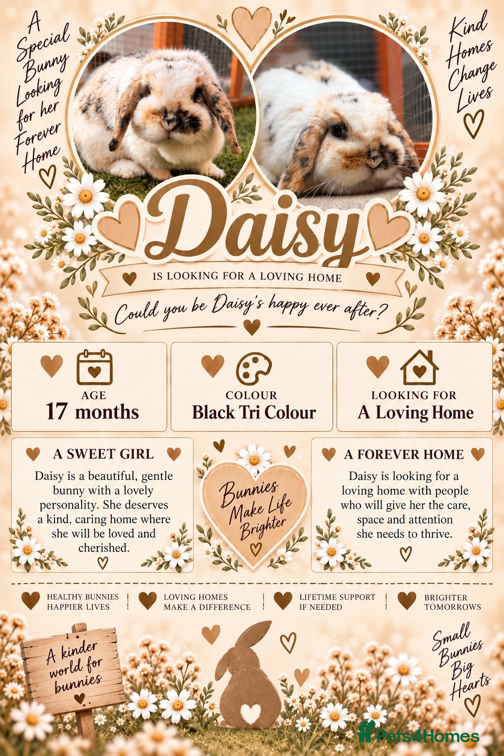 Mini Lop rabbits Beautiful Mini Lops  - Advert 13