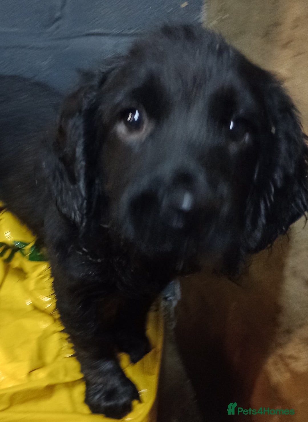 Cocker Spaniel dogs for sale: Cocker Spaniels READY NOW - working - Advert 12