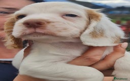 Cocker Spaniel dogs for sale: Gorgeous Cocker Pups - Image 8
