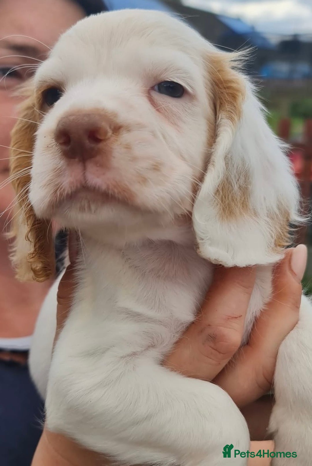 Cocker Spaniel dogs for sale: Gorgeous Cocker Pups - Image 8