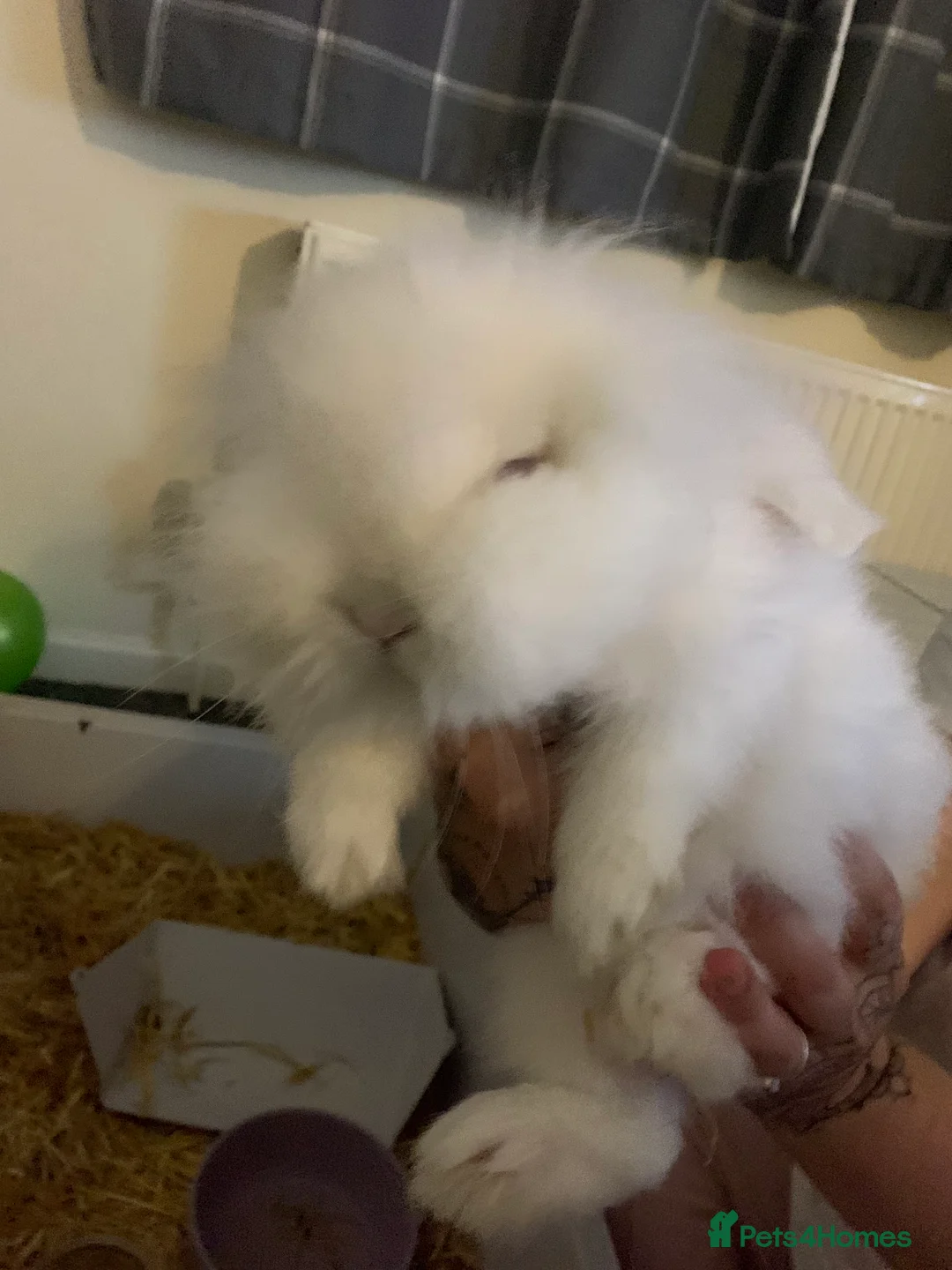 Mini Lion Lop rabbits for sale: Male mini lion lop and cage - Advert 1