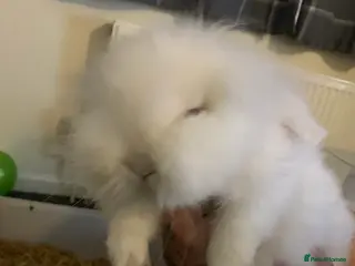 Mini Lion Lop rabbits Male mini lion lop and cage - Advert 2