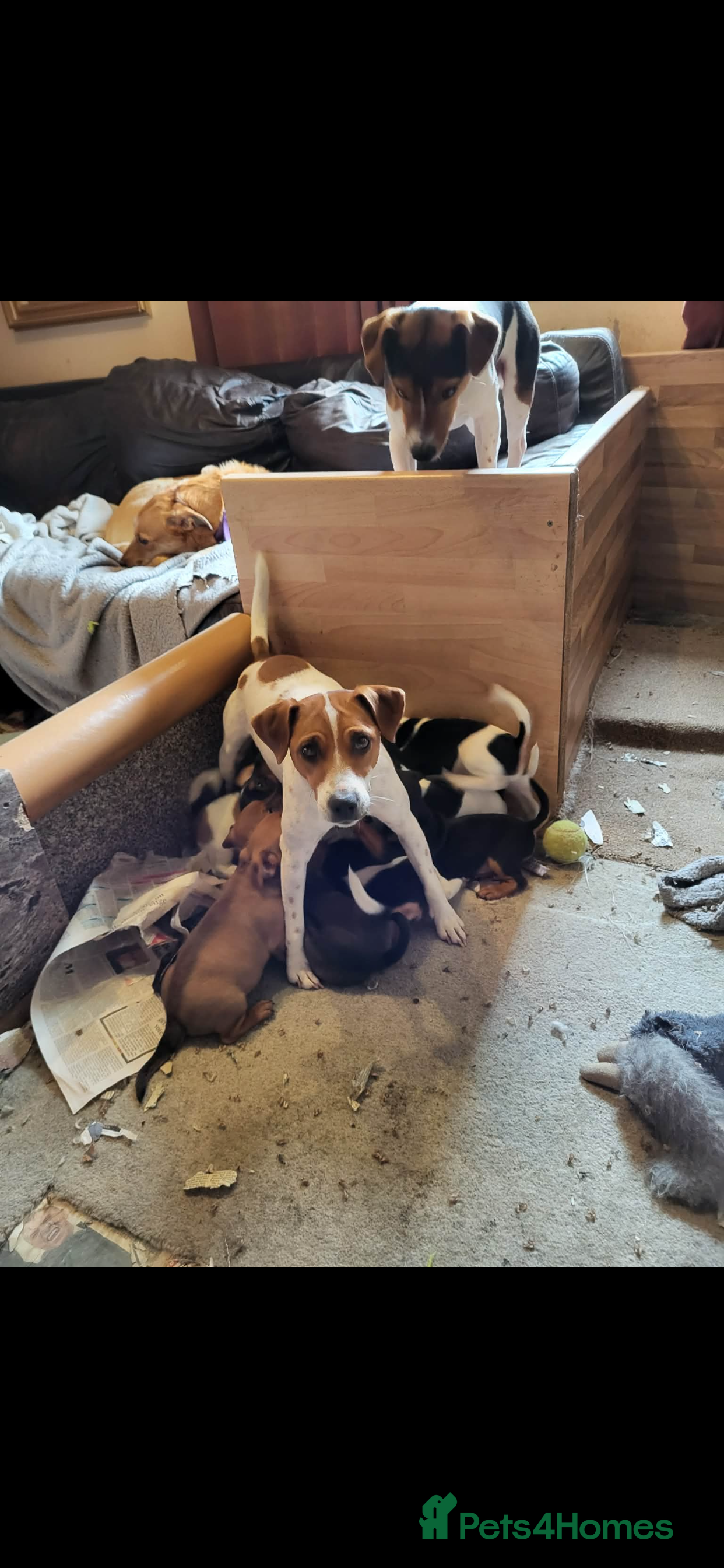 Jack Russell dogs Jack Russell Puppies  - Advert 4