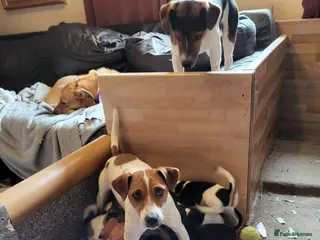 Jack Russell dogs Jack Russell Puppies - Advert 3