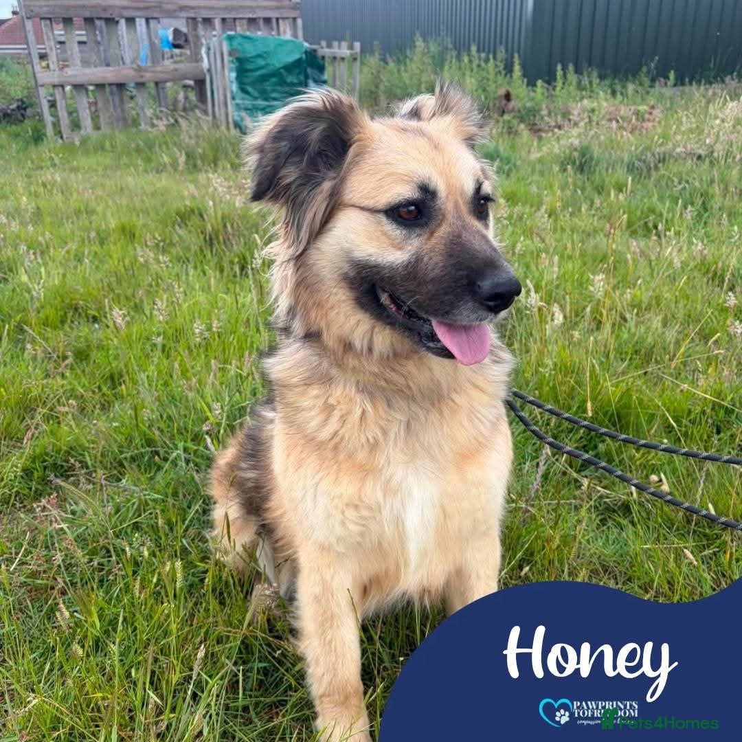 Mixed Breed dogs Meet Honey, currently residing in Essex  - Advert 1