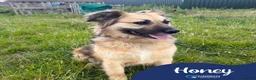 Mixed Breed dogs for adoption: Meet Honey, currently residing in Essex  in Frinton-on-Sea - Advert 1