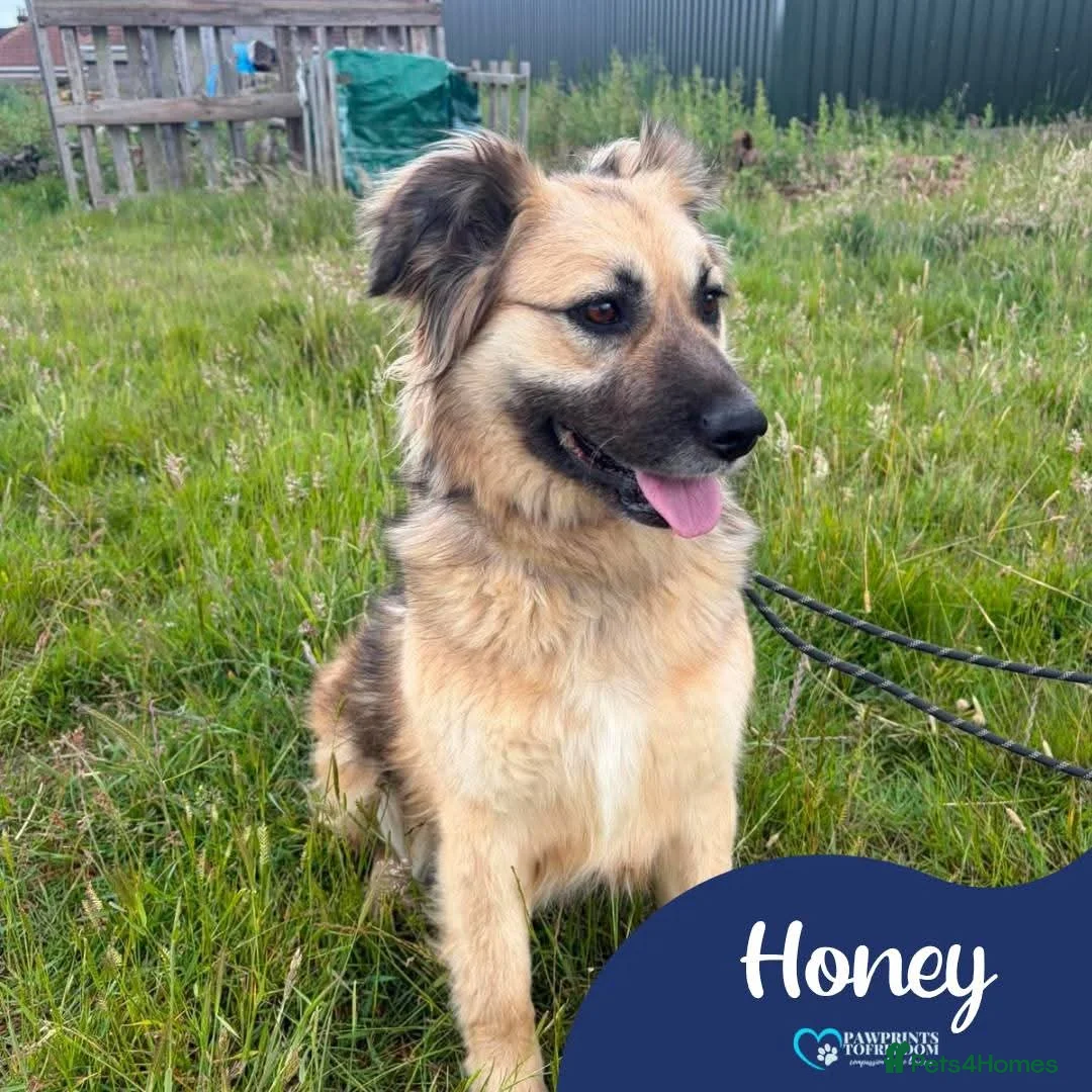 Mixed Breed dogs for adoption: Meet Honey, currently residing in Essex  in Frinton-on-Sea - Advert 1