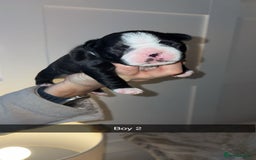 Boston Terrier dogs for sale: Boston Terrier Puppies – Ready December 8th! - Image 8