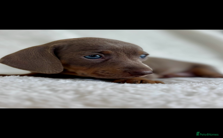 Miniature Dachshund dogs - Advert 1