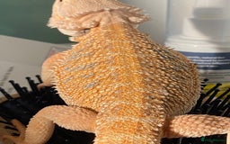 Bearded Dragon reptiles for sale: Female hypo baby bearded dragon - Image 3