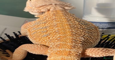 Bearded Dragon reptiles - Advert 7