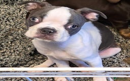 Boston Terrier dogs for sale: last Blue girl Bosto Terrier offers considered  in Leeds - Image 37
