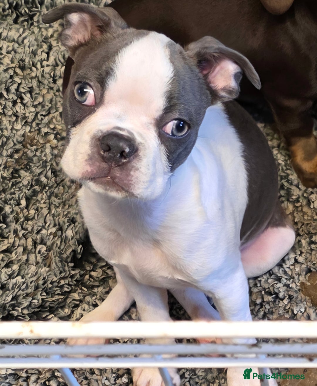 Boston Terrier dogs for sale: last Blue girl Bosto Terrier offers considered  in Leeds - Image 37