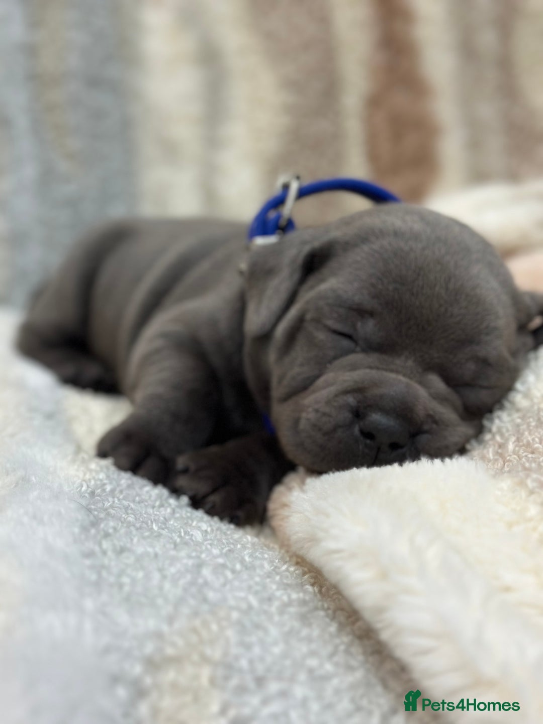 Staffordshire Bull Terrier dogs for sale: ✨🥰🐶 KC Registered Staffordshire Bull Terrier  🐾 - Advert 7