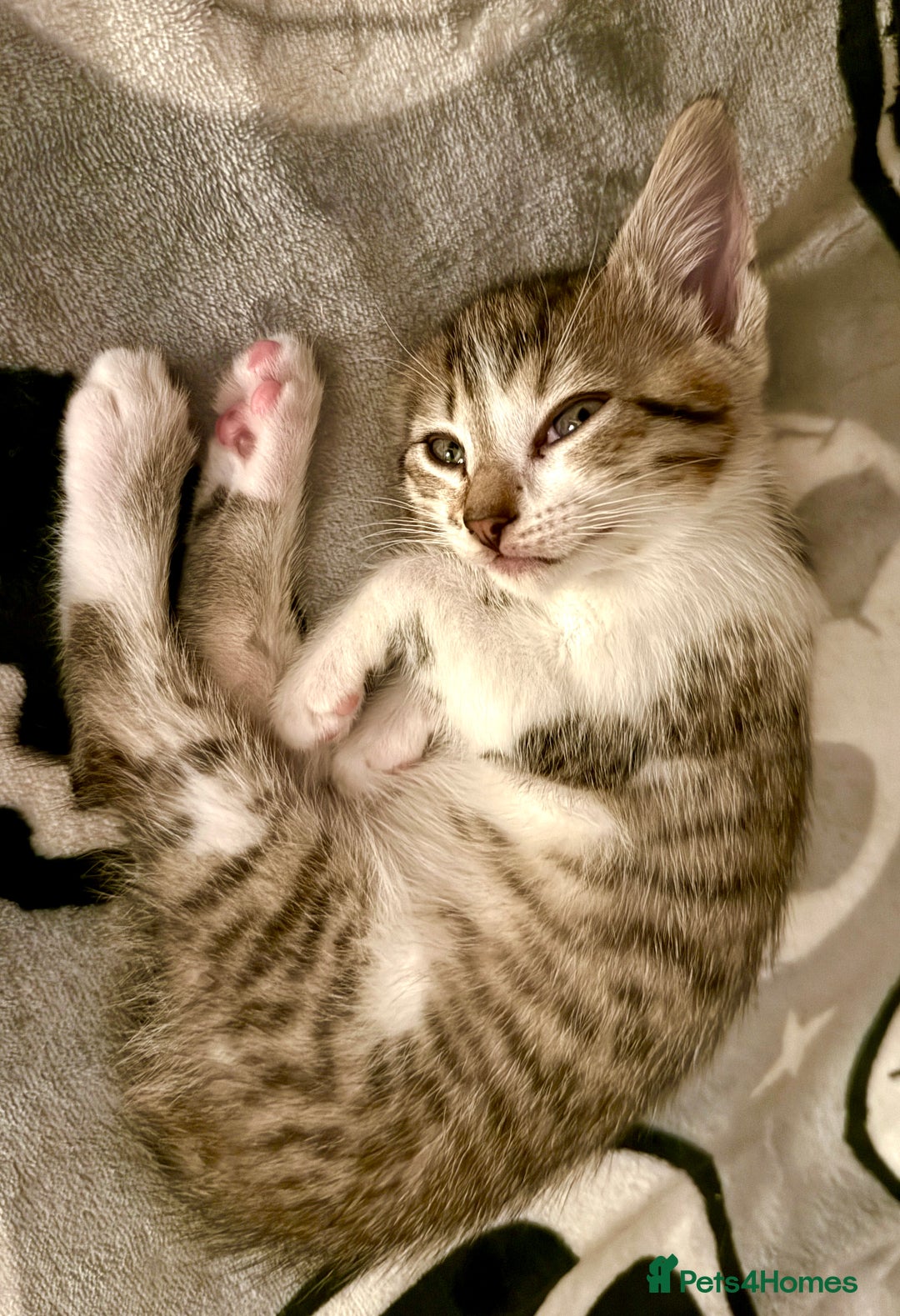 Mixed Breed cats for sale: 4 gorgeous tabby kittens - Image 13