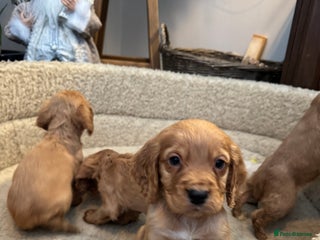 Cocker Spaniel dogs Outstanding cocker spaniels LAST TWO - Advert 1