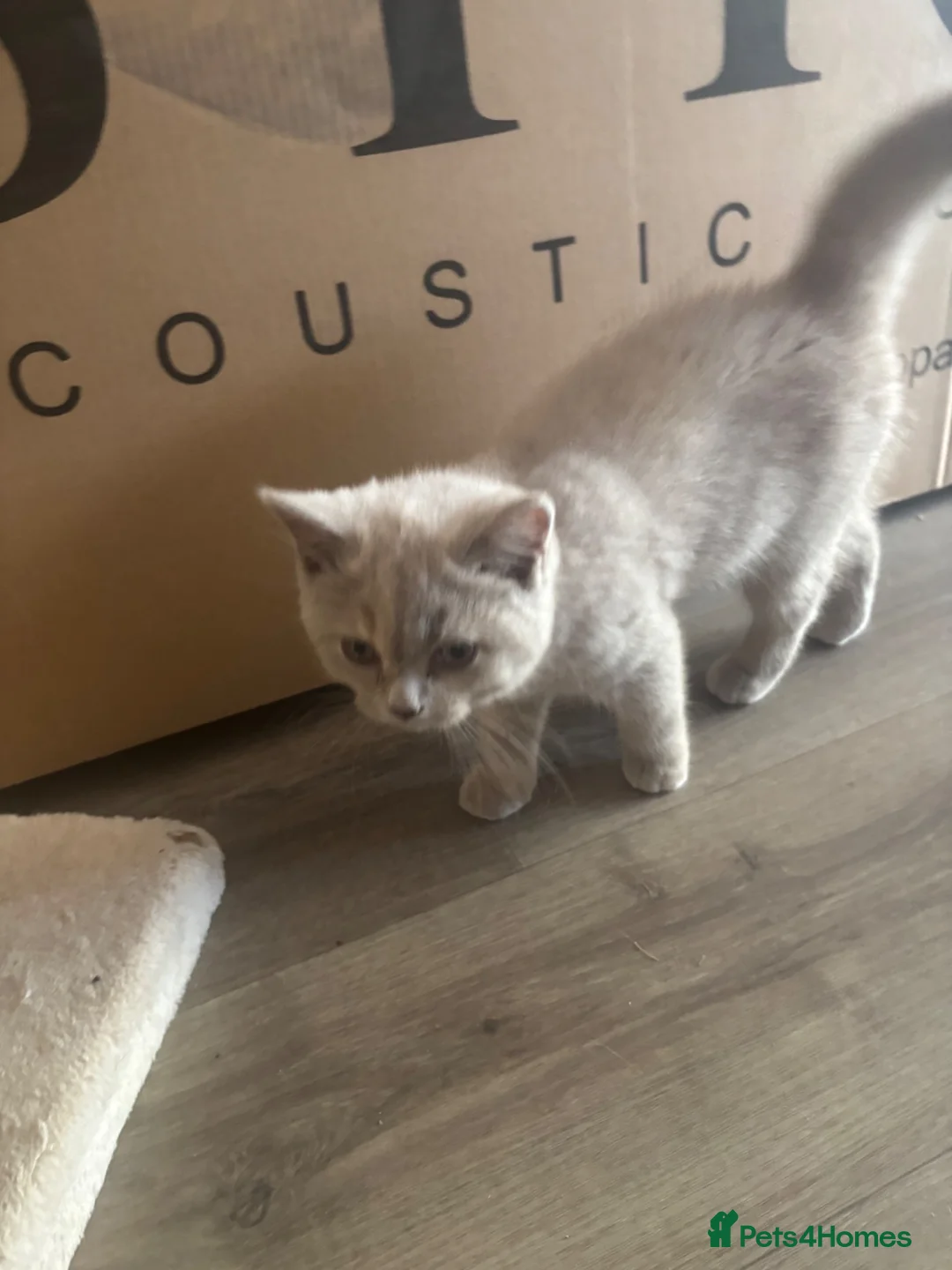 British Shorthair cats for sale: 2  GCCF’ reg BSH torties  - Advert 1