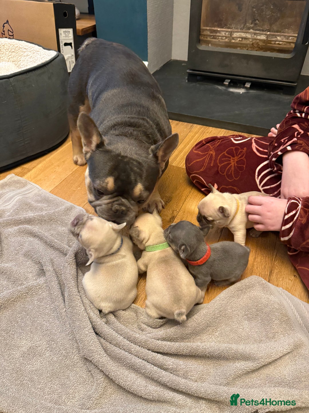 French Bulldog dogs for sale: Beautiful Pups – Looking for Their Forever Homes - Advert 13