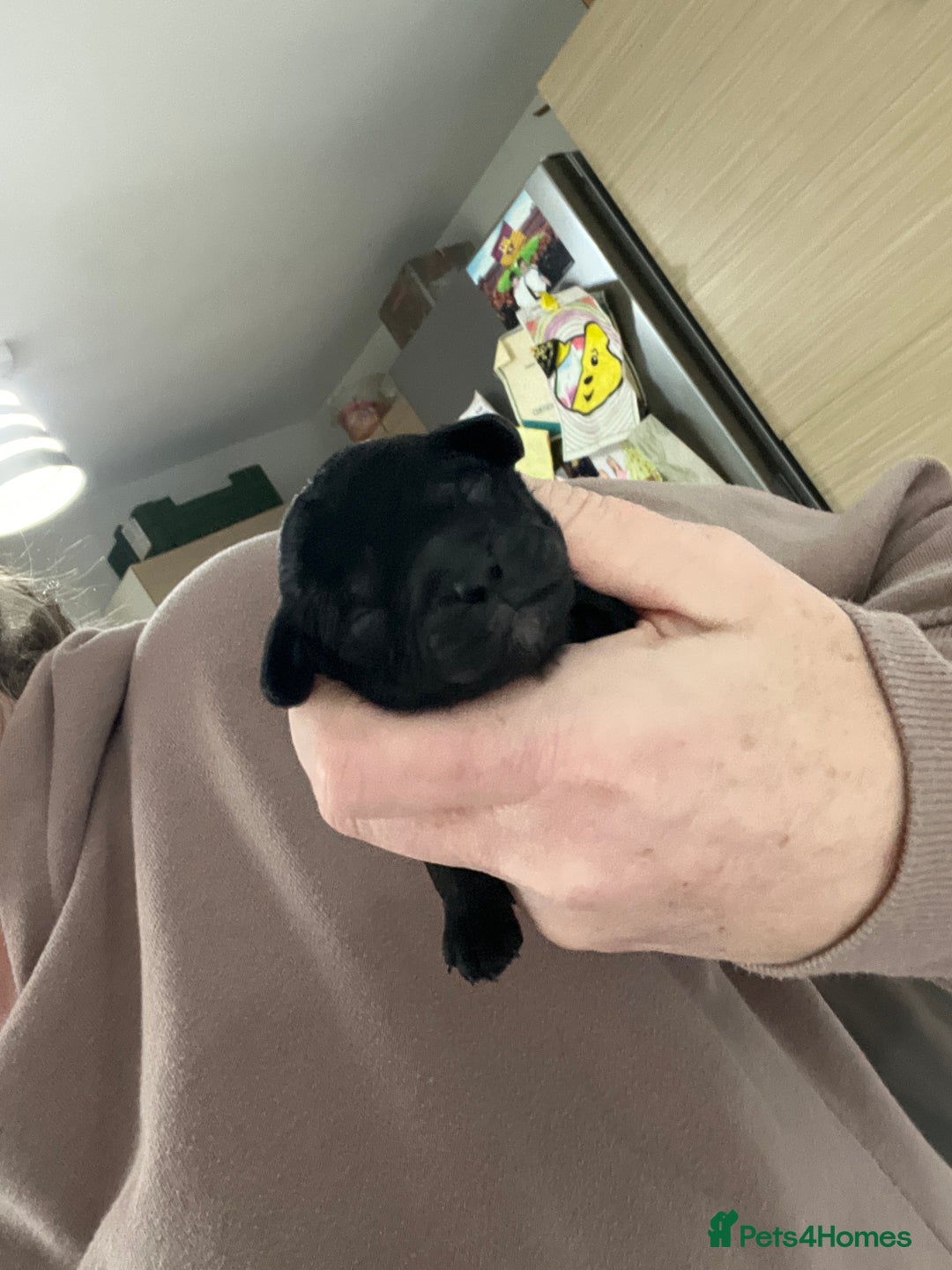 Cockapoo dogs for sale: Toy cockapoo - Advert 1