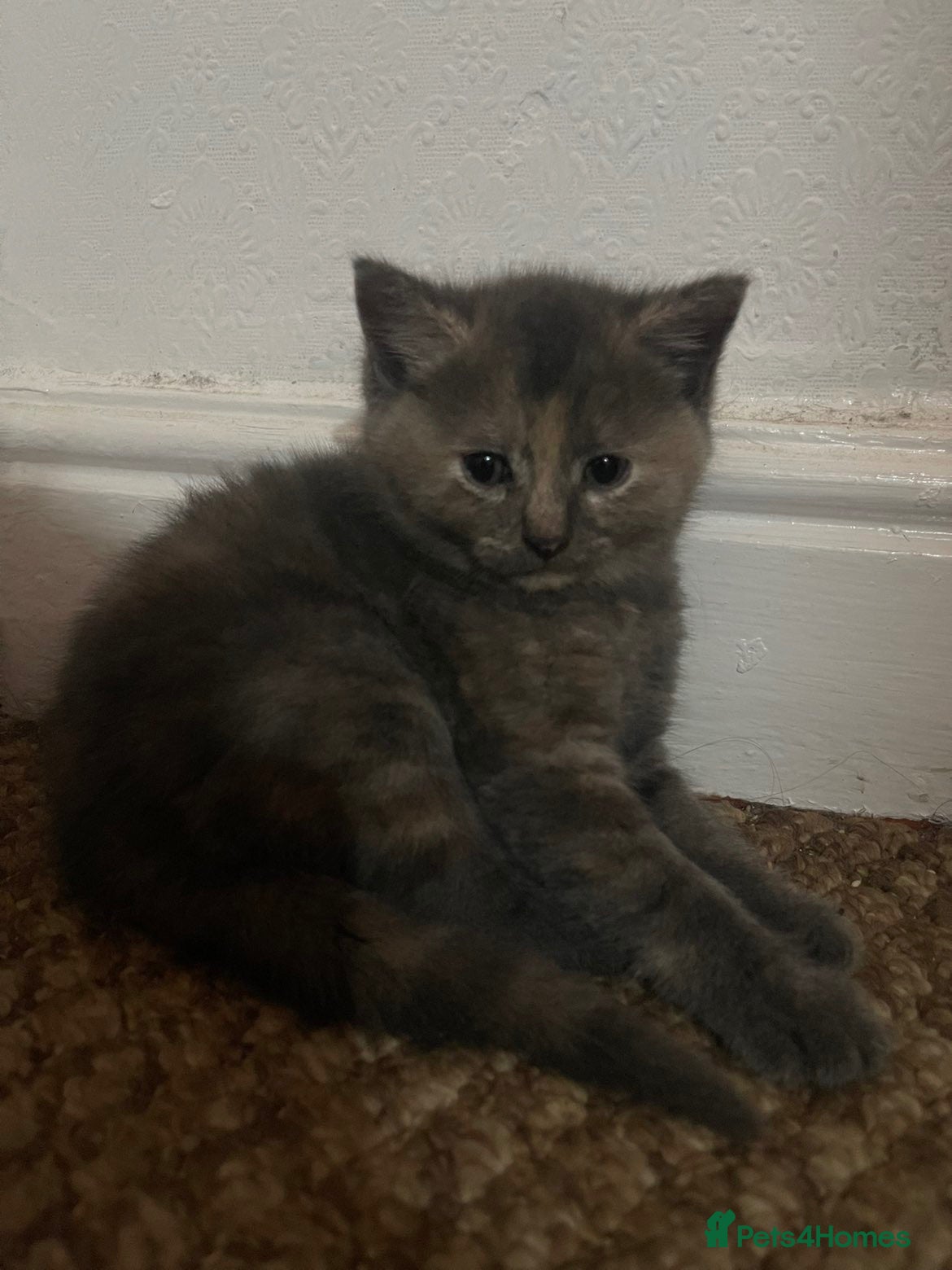 Abyssinian cats Kitten for sale - Advert 12