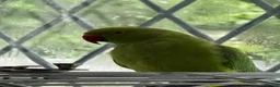 Ringnecks birds for sale: Two Beautiful Indian Ringnecks- READ DESCRIPTION  - Advert 11