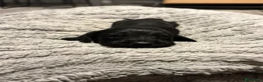 Cockapoo 1