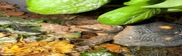 Tortoise reptiles for sale: Red foot tortoise  - Advert 12