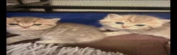 British Shorthair cats for sale: 🐾 British Shorthair Kittens - Advert 5