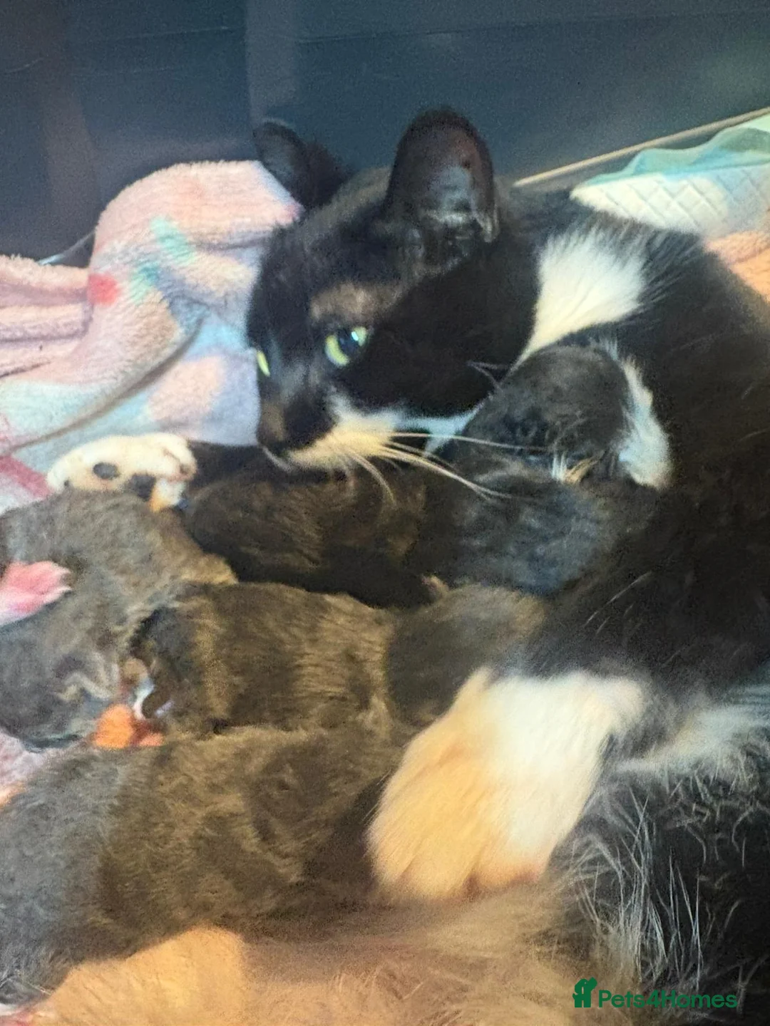 Domestic Shorthair cats for sale: 3 adorable kittens looking for a home  in Stoke-on-Trent - Advert 2