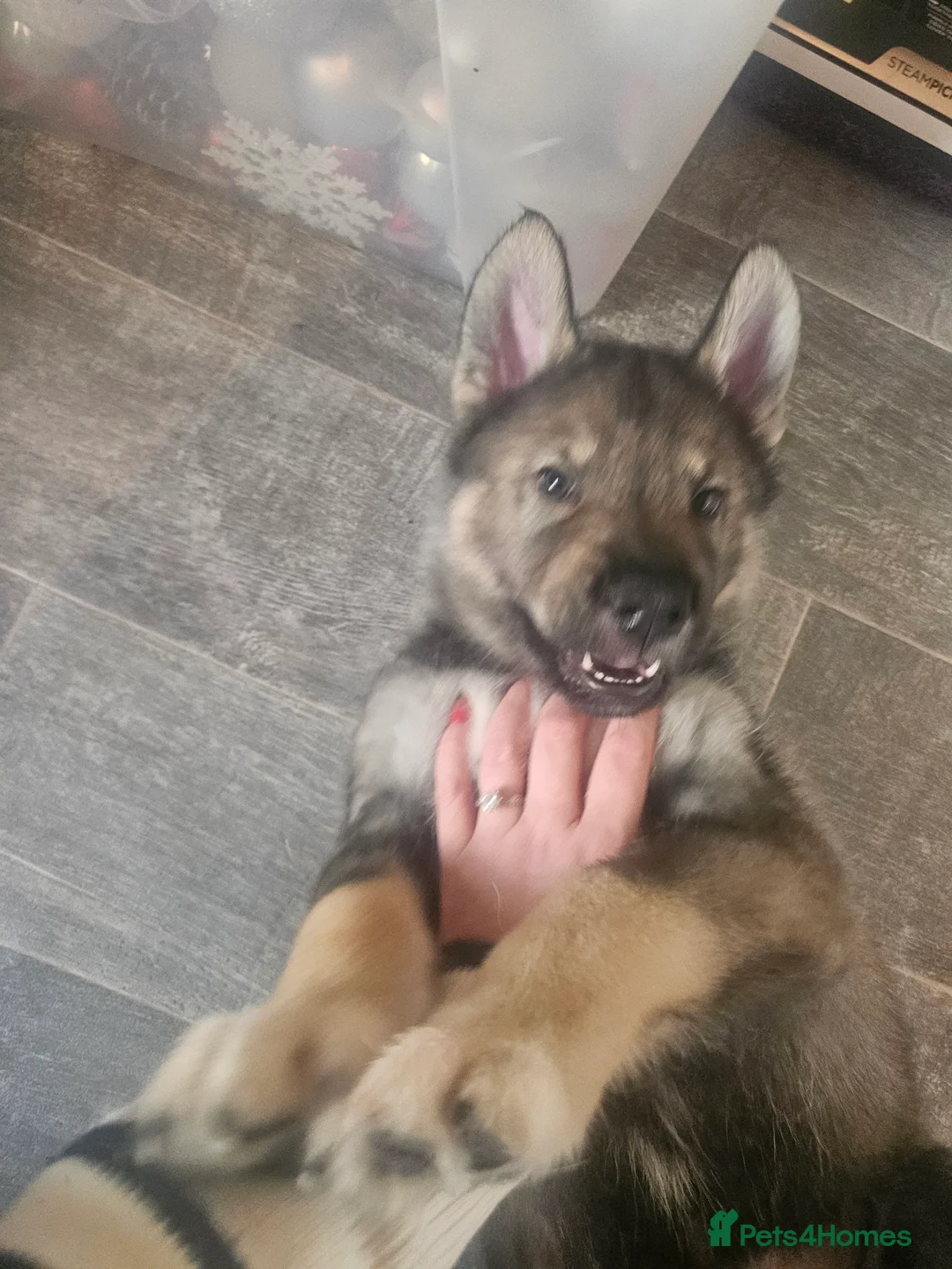Utonagan dogs for sale: German Shep x Malamute x Husky Puppies - Advert 16