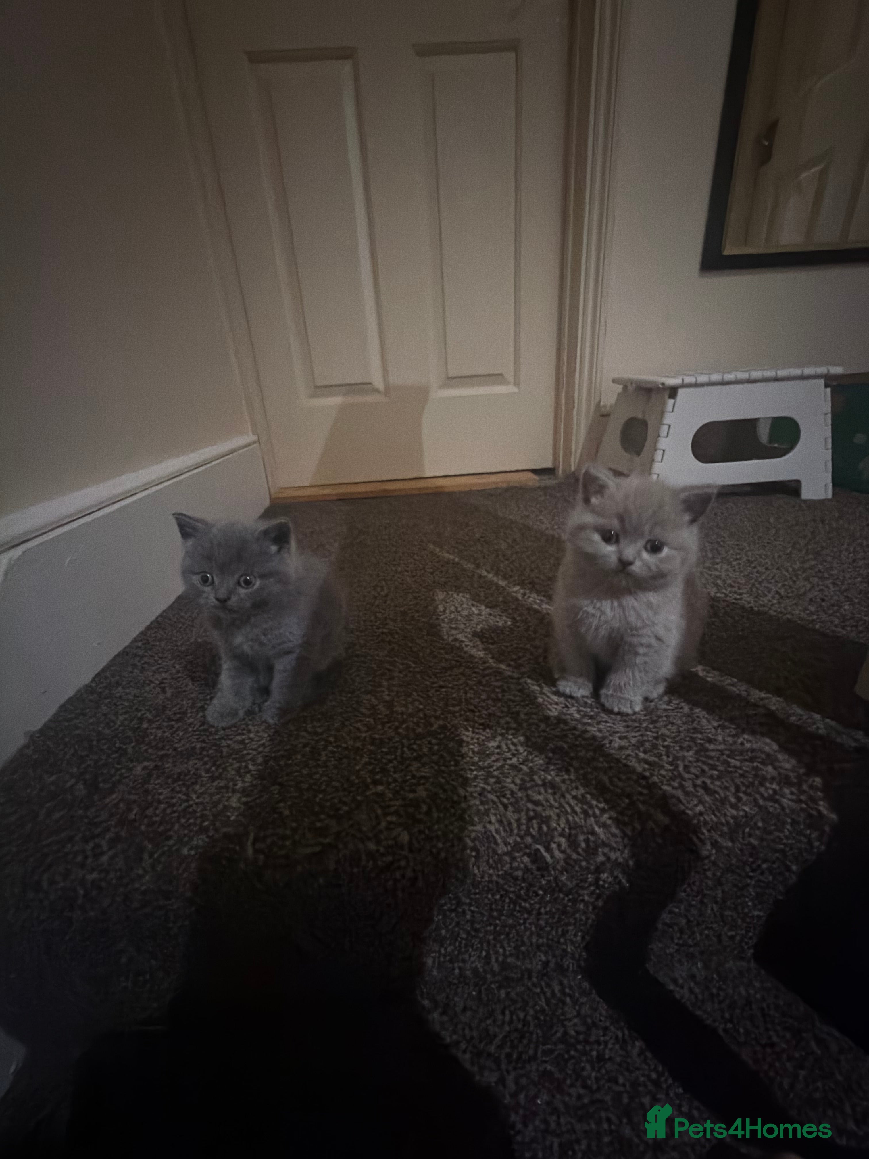 British Shorthair cats Cute and cuddly British Shorthaired kittens  - Advert 3