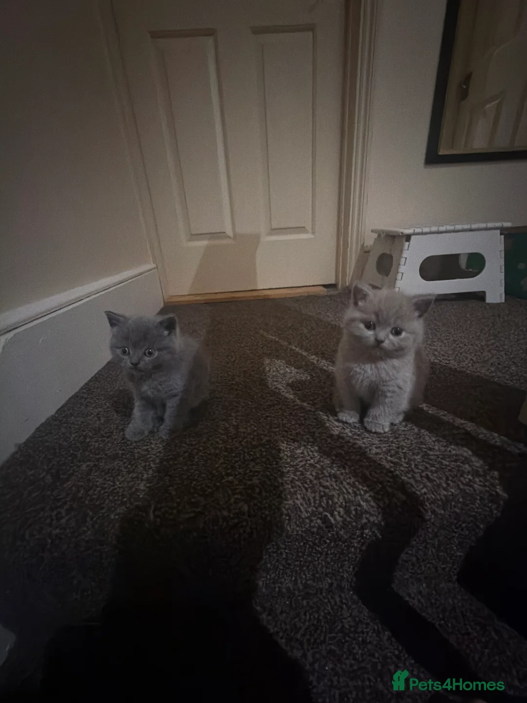 British Shorthair cats for sale: Cute and cuddly British Shorthaired kittens  - Advert 1