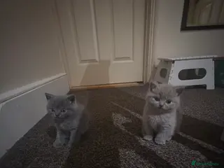 British Shorthair cats Cute and cuddly British Shorthaired kittens - Advert 2