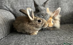 Lionhead rabbits for sale: 3 females Dutch x lionhead ready to go💞 - Image 2