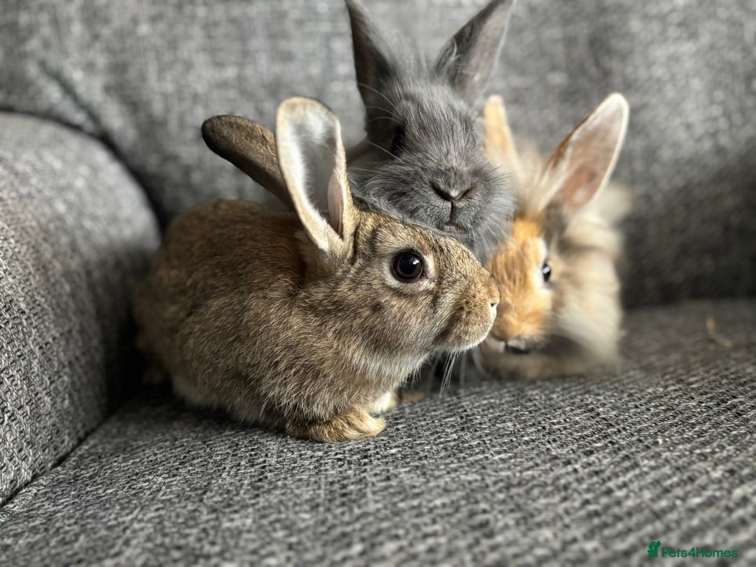 Lionhead rabbits for sale: 3 females Dutch x lionhead ready to go💞 - Image 2