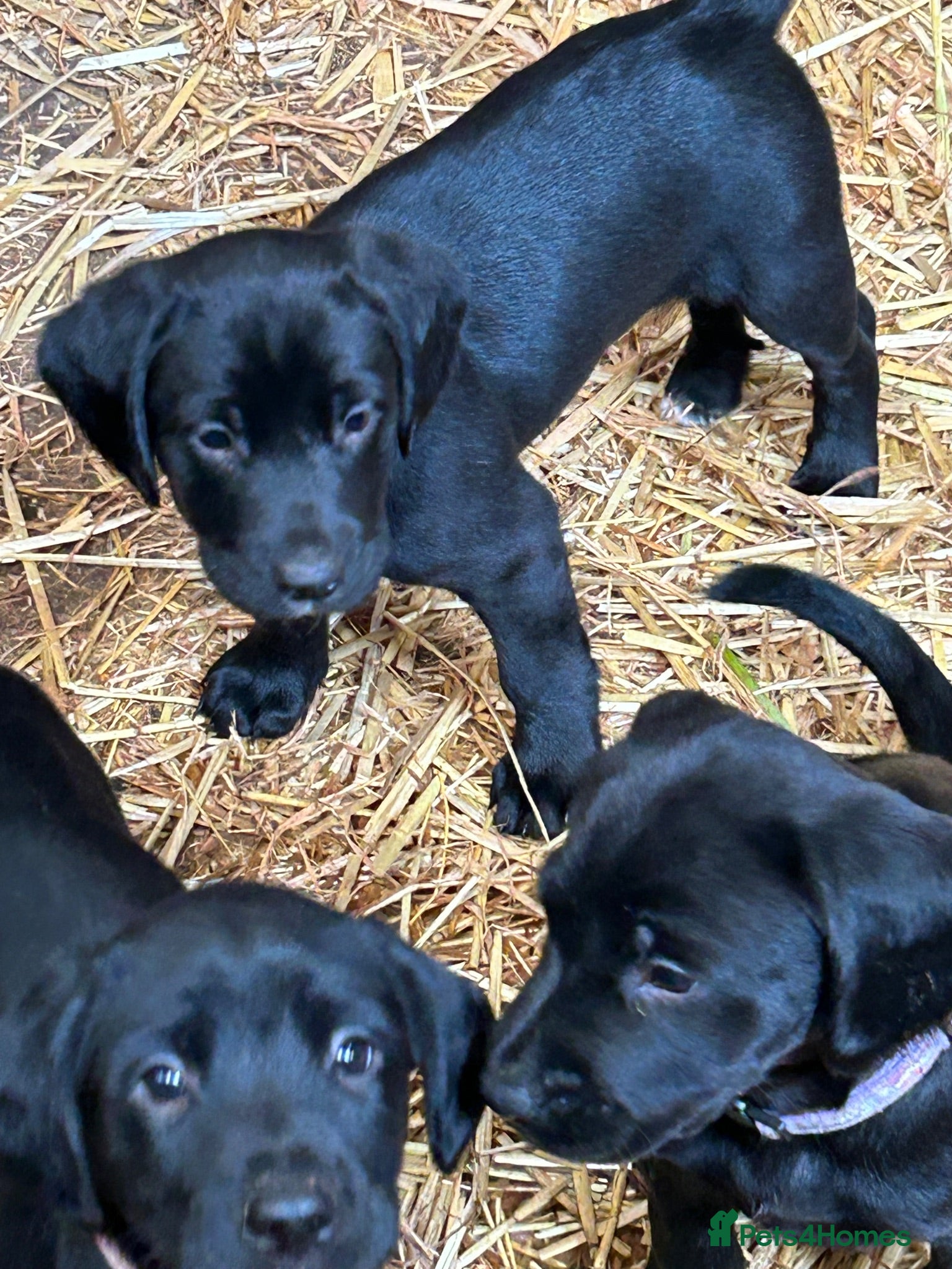 Springador dogs Springador pups - Advert 1
