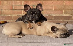 French Bulldog dogs for sale: 2 adorable French bulldogs - Advert 1