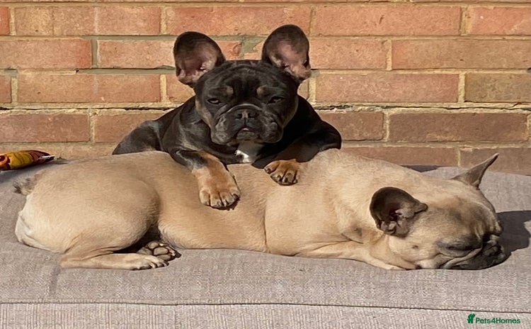 French Bulldog dogs 2 adorable French bulldogs - Advert 4