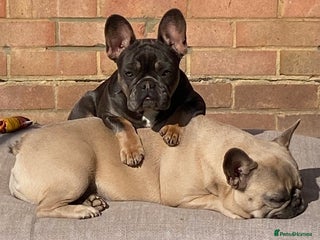 French Bulldog dogs 2 adorable French bulldogs - Advert 9
