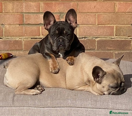French Bulldog dogs 2 adorable French bulldogs - Advert 3
