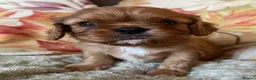 Cavalier King Charles Spaniel dogs for sale: Adorable RKC registered Health Tested Cavaliers  - Advert 4