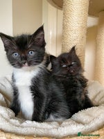 Ragdoll cats - Advert 13