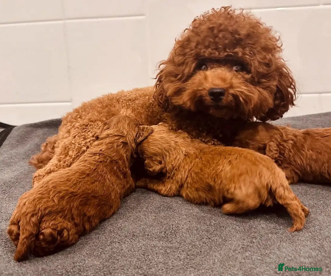 Toy Poodle dogs for sale: PURE Tiny toy poodles- hypoallergenic 3 available - Image 5