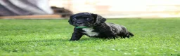 Cocker Spaniel dogs for sale: Beautiful pups in Durham - Advert 3