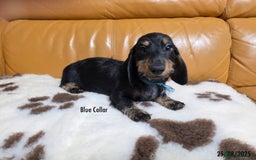 Miniature Dachshund dogs for sale: Miniature Dachshund for sale - FULLY VACCINATED - Image 6