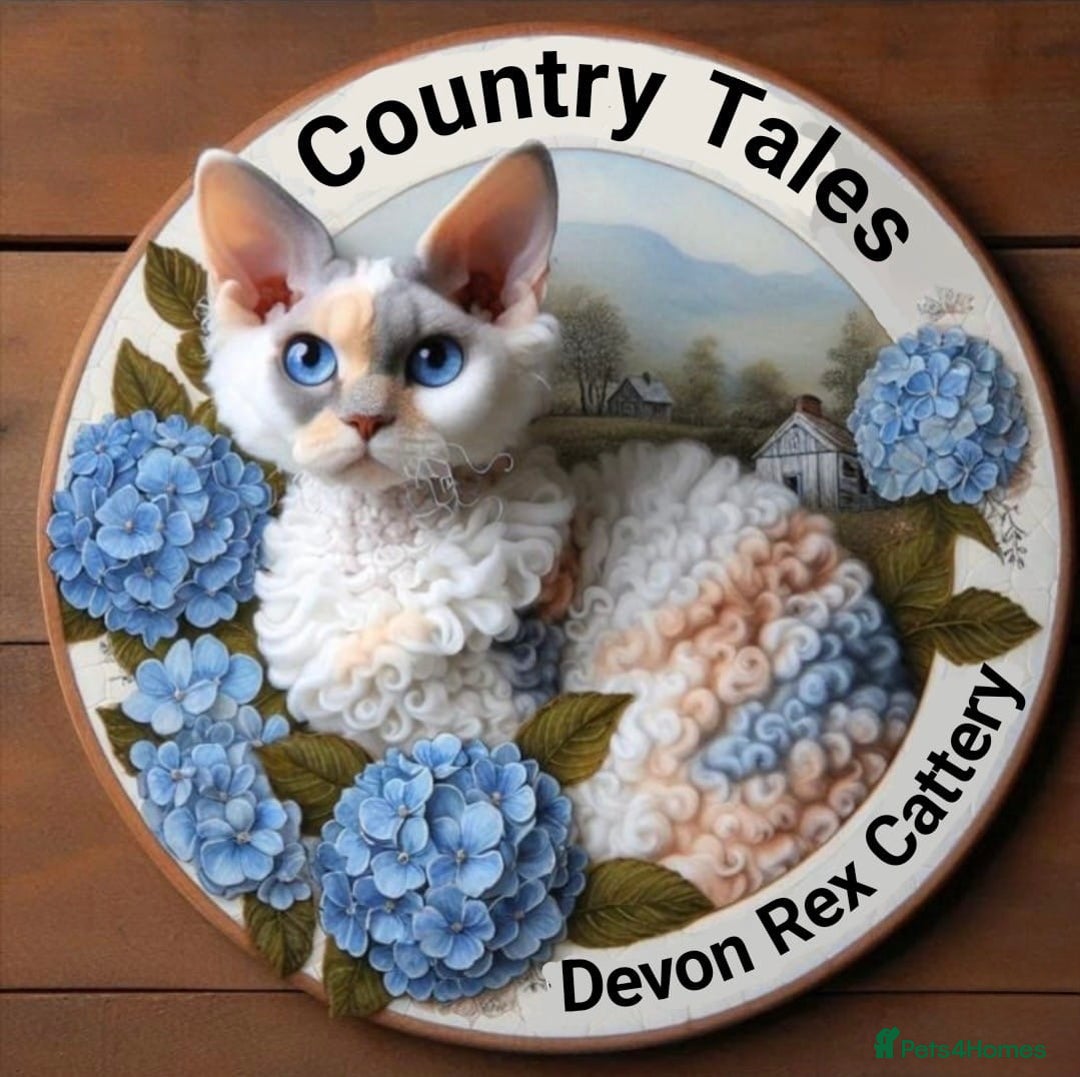 Devon Rex cats for sale: Beautiful GCCF registered girls  - Image 11