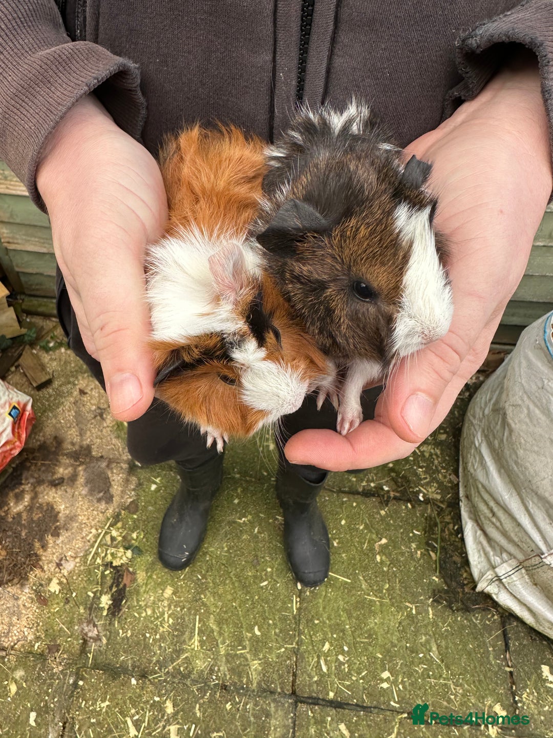 Guinea Pig rodents for sale: A pair of female piglets seeking forever homes - Advert 4